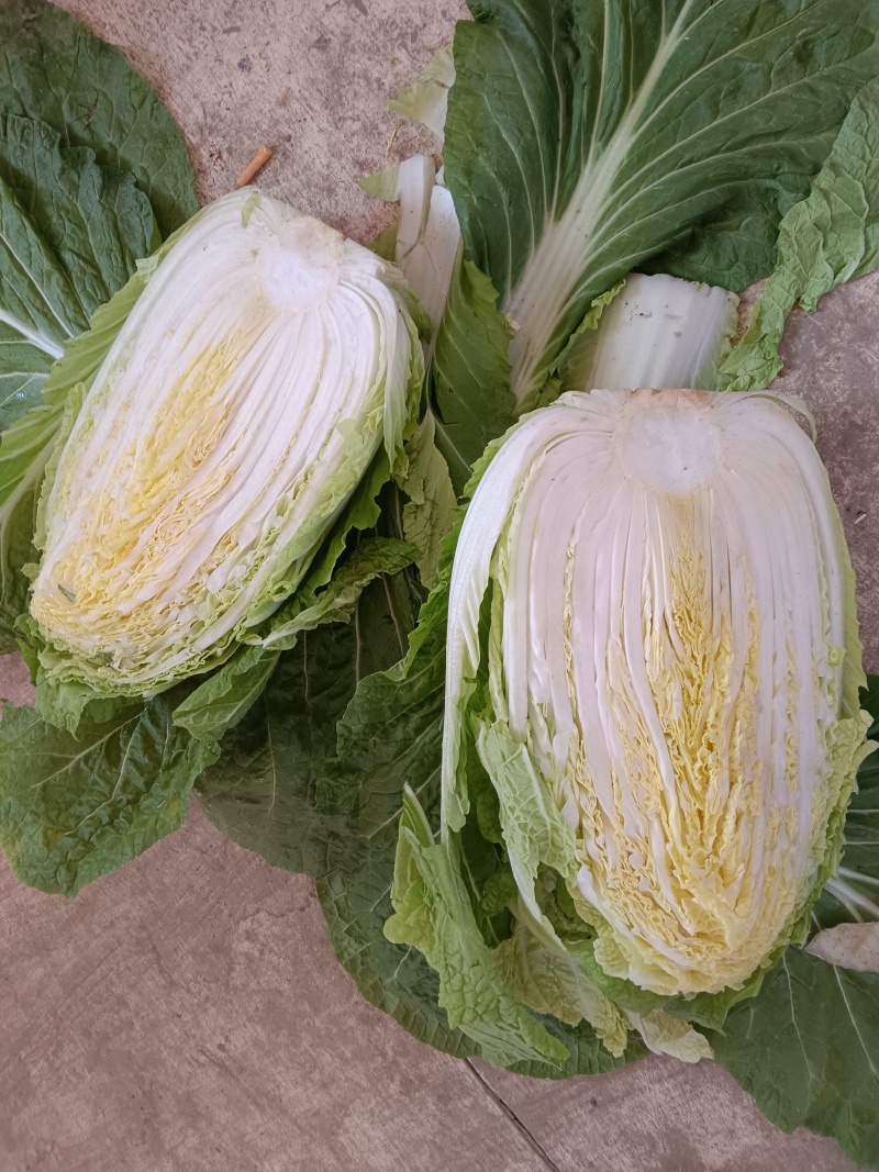 大白菜大量上市，有需要的联系我，一点龙服务，给钱就卖