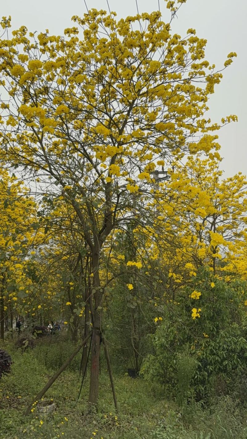 黄花风铃木