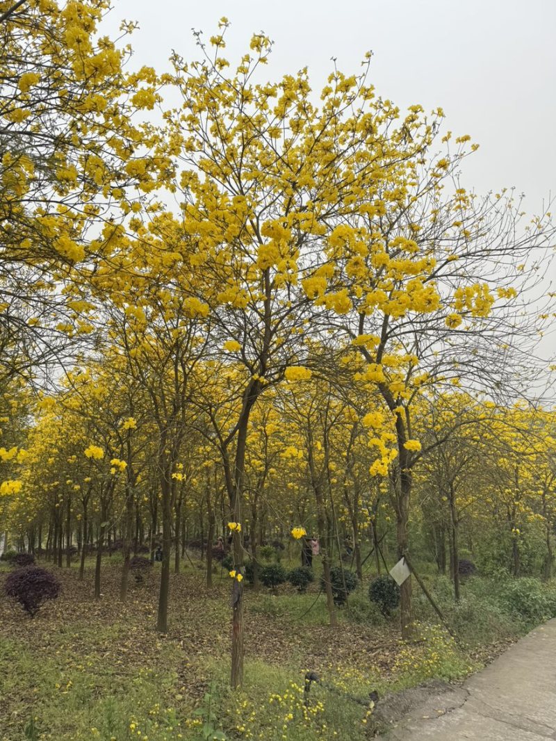黄花风铃木