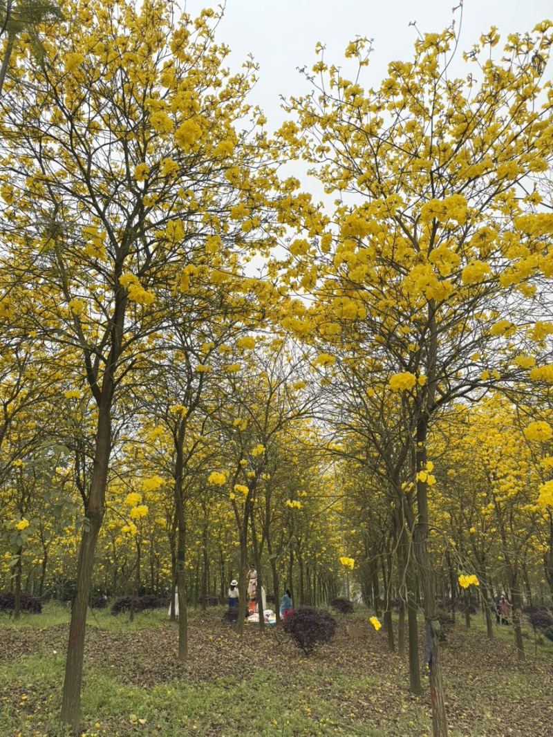黄花风铃木