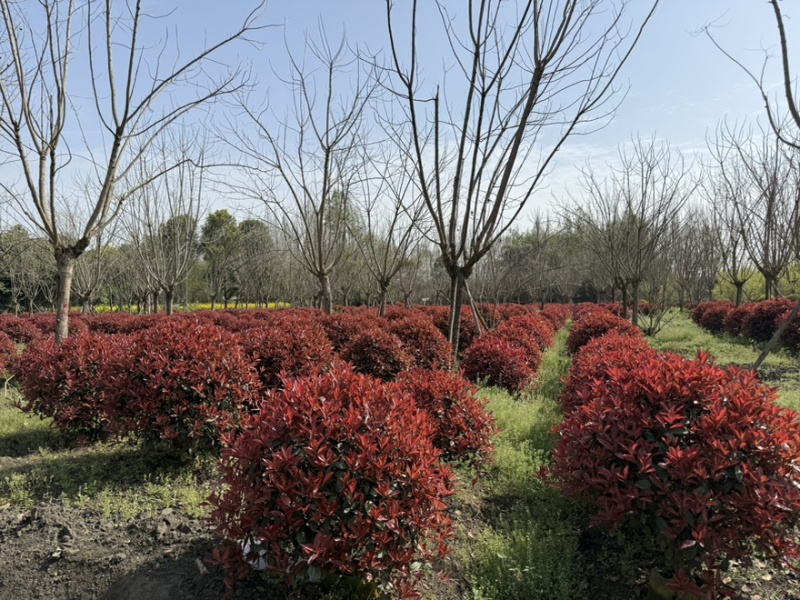 红叶石楠球