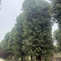 丛生香樟