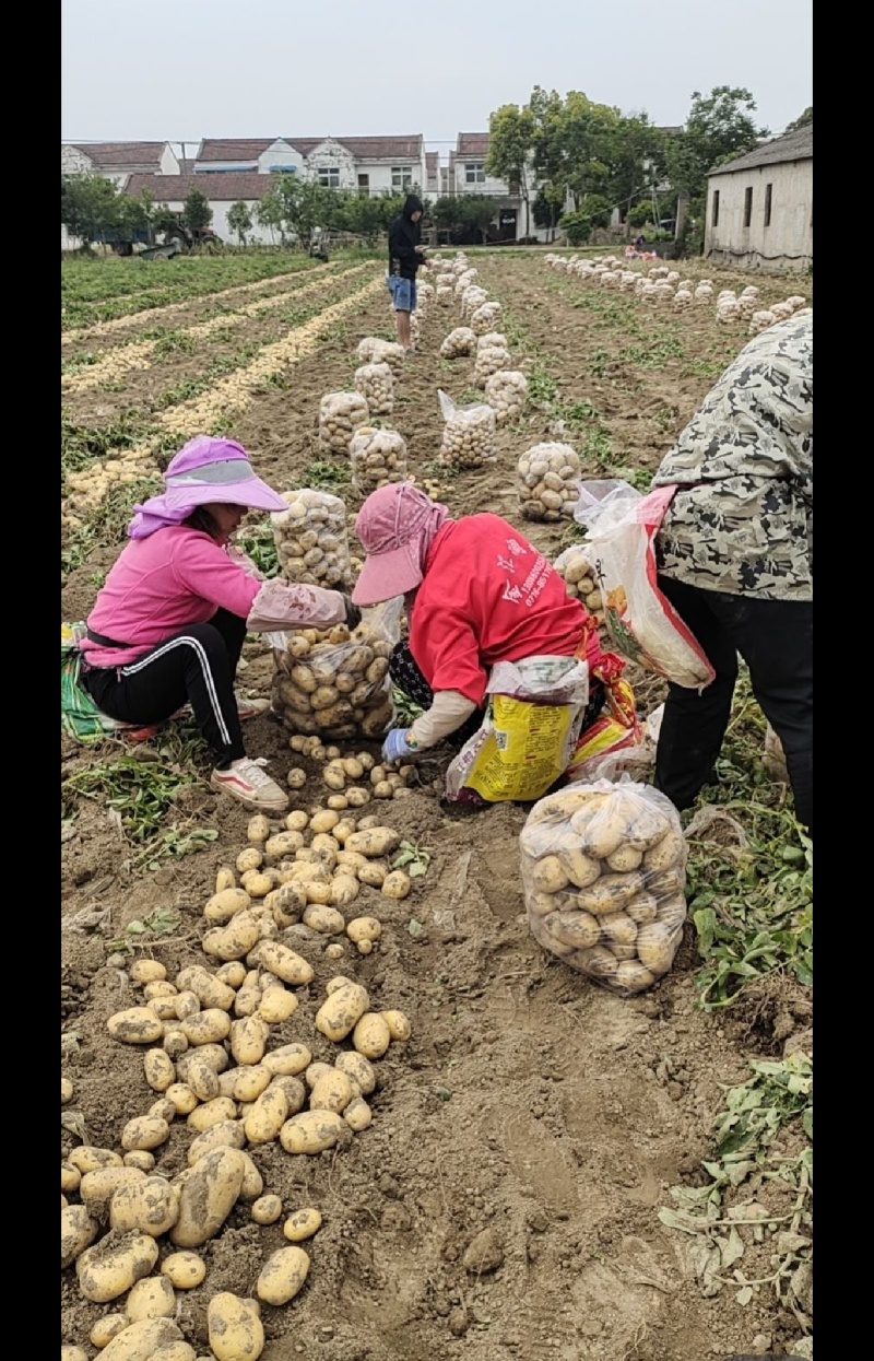 湖北黄心大土豆，千亩基地，人工挑选，质量保证，量大从优