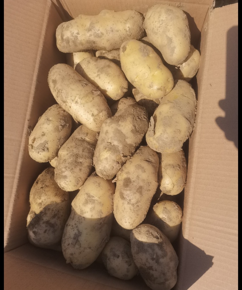 湖北黄心土豆，千亩基地，人工挑选，质量保证，量大从优