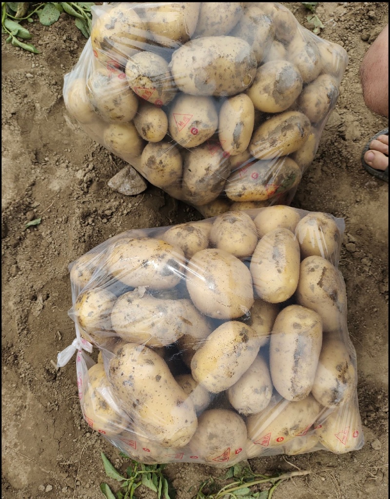 湖北黄心土豆，千亩基地，人工挑选，质量保证，量大从优