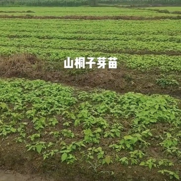 供应山桐子芽苗