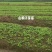 供应山桐子芽苗