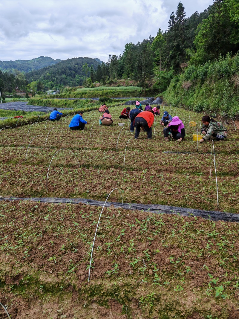 供应山桐子芽苗
