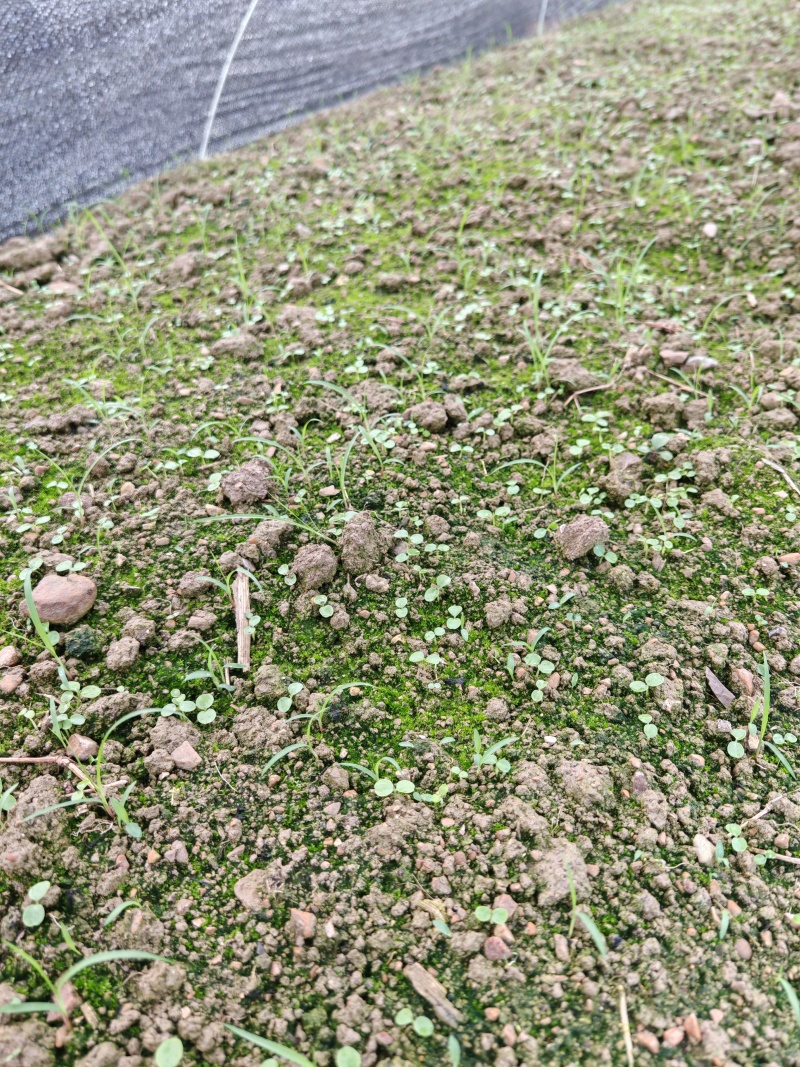 供应山桐子芽苗
