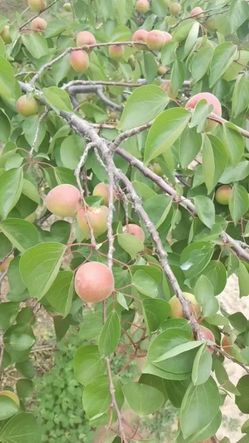 【陕西金太阳红杏】丰源红杏大量上市，价格可谈
