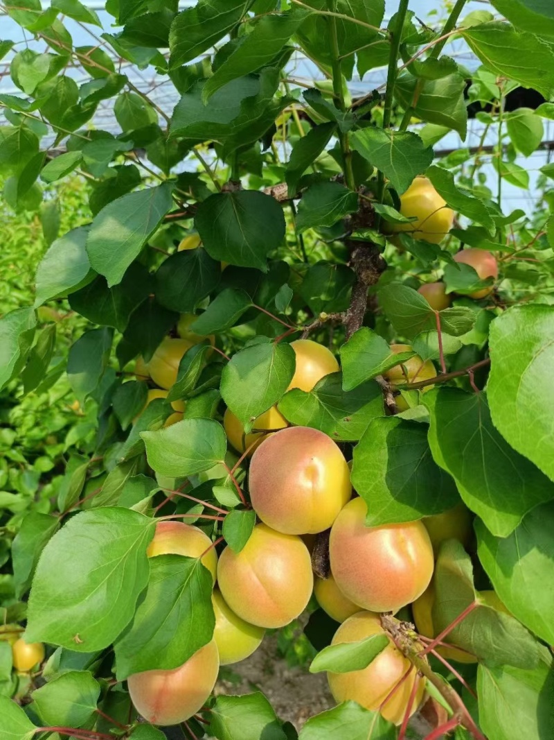 【陕西金太阳红杏】丰源红杏大量上市，价格可谈