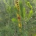 湛江基地马尾松直销现货供应