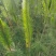 湛江基地马尾松直销现货供应