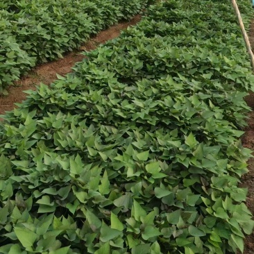 蜜薯苗15~25cm烟薯苗基地直供价格实惠欢迎联系