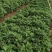 蜜薯苗15~25cm烟薯苗基地直供价格实惠欢迎联系