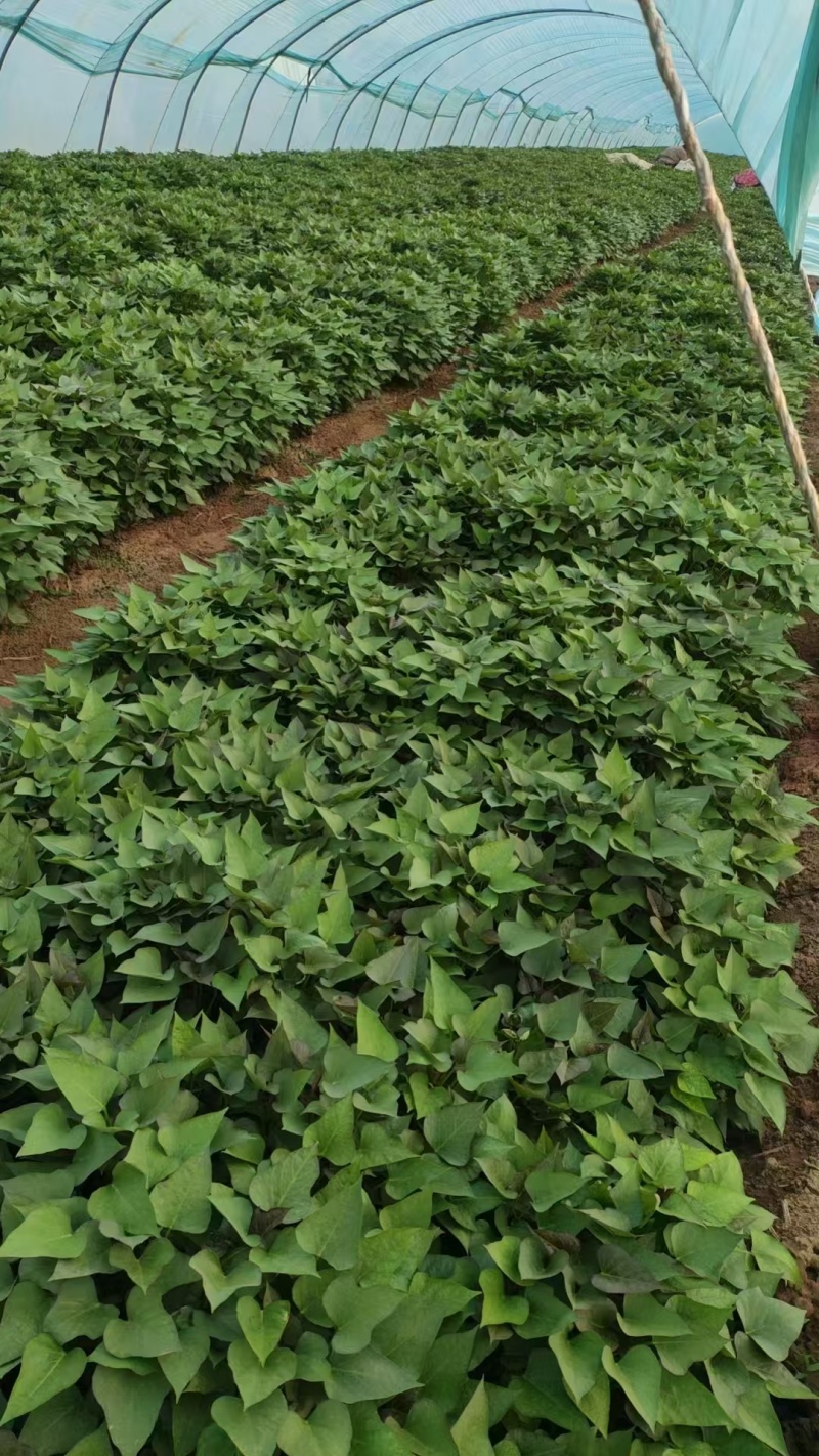 蜜薯苗15~25cm烟薯苗基地直供价格实惠欢迎联系