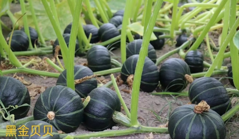 贝贝南瓜，黑金、板栗大量上市，电商代发、落地配社区团购