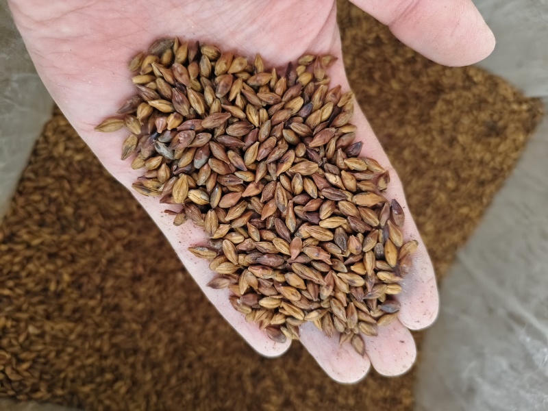 大麦茶大麦茶正宗原味浓香型炒熟搭麦芽茶养胃饭店散装批发