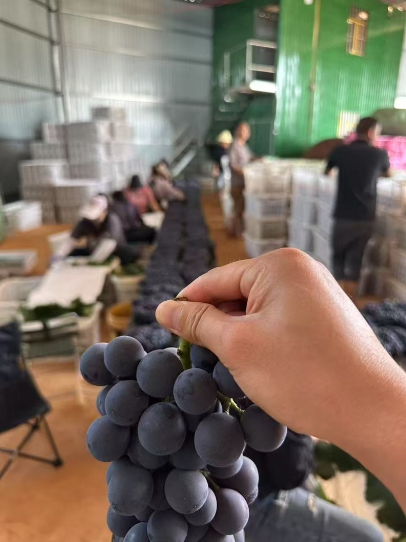 云南夏黑葡萄大上市