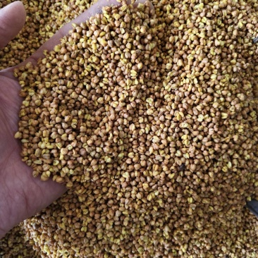 苦荞黑苦荞茶批发烘焙苦荞米饭店家备量大运费可谈