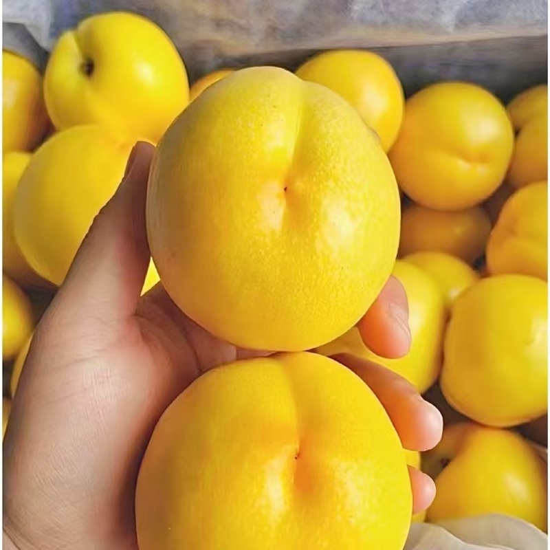 蒙阴蜜桃黄油桃水蜜桃油蟠桃