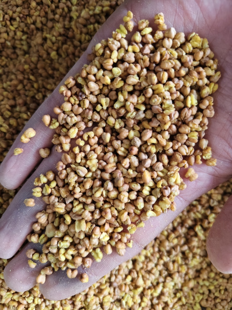 苦荞黑苦荞茶批发烘焙苦荞米饭店家备量大运费可谈