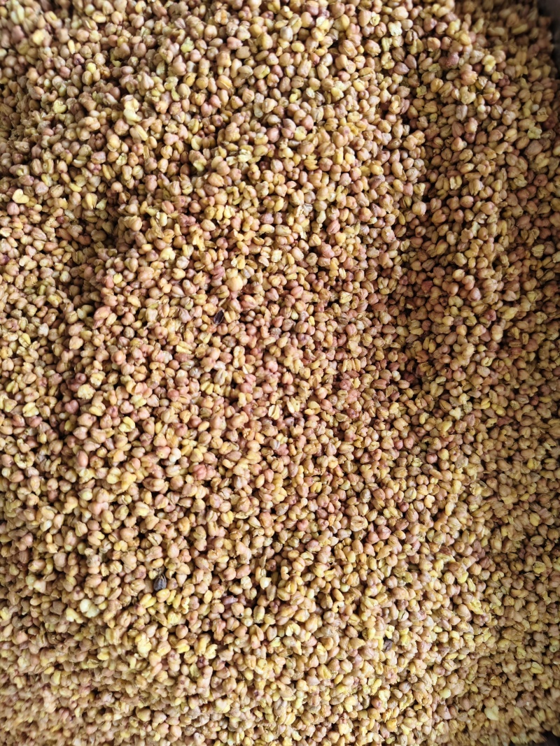 苦荞黑苦荞茶批发烘焙苦荞米饭店家备量大运费可谈