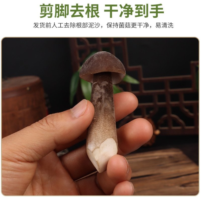 新鲜黑皮鸡枞菌云南特产鸡枞菇黑皮鸡枞食用菌煲汤食材鲜菌菇