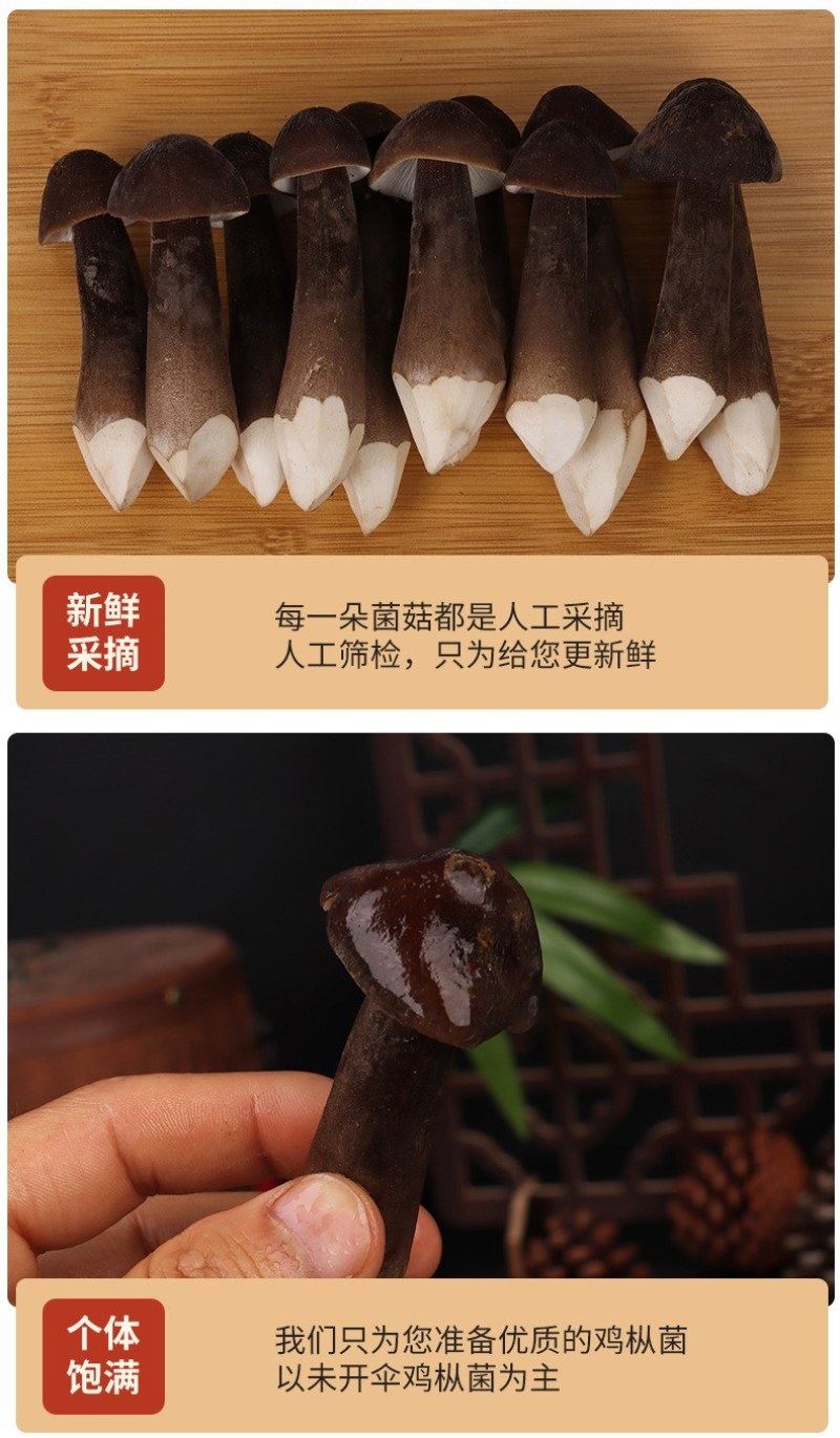 新鲜黑皮鸡枞菌云南特产鸡枞菇黑皮鸡枞食用菌煲汤食材鲜菌菇