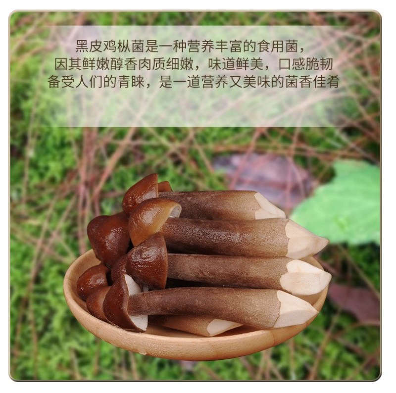 新鲜黑皮鸡枞菌云南特产鸡枞菇黑皮鸡枞食用菌煲汤食材鲜菌菇