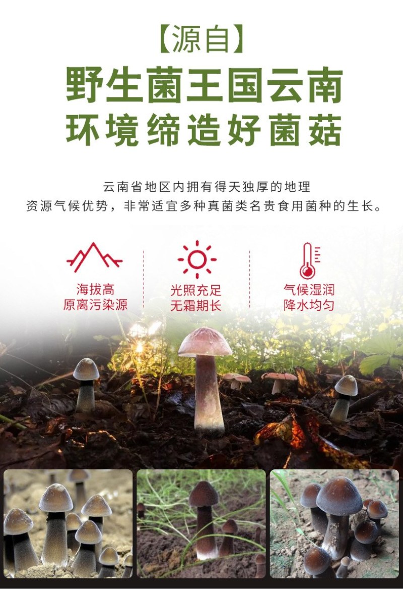 新鲜黑皮鸡枞菌云南特产鸡枞菇黑皮鸡枞食用菌煲汤食材鲜菌菇