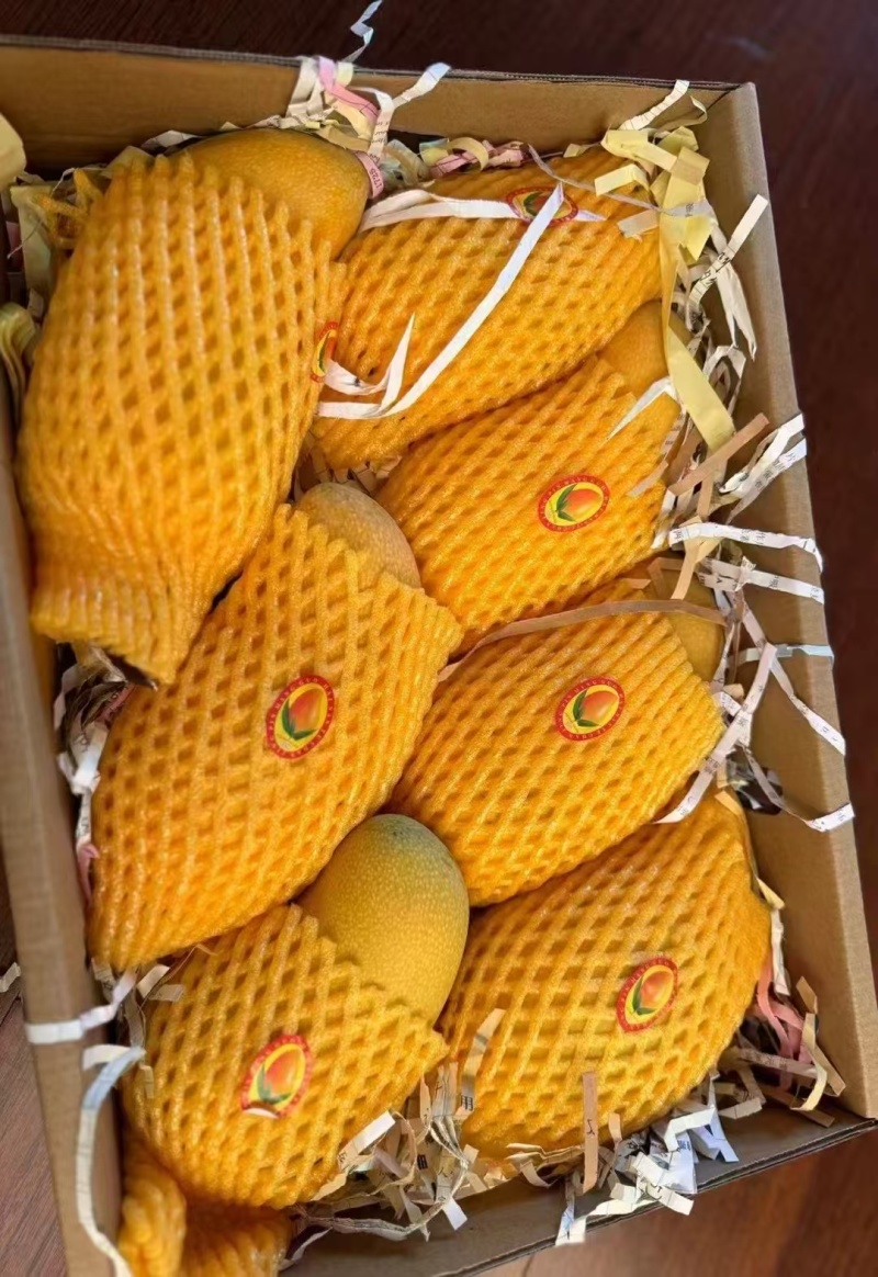 精品金煌芒芒果全国可发量大从优对接各大商超