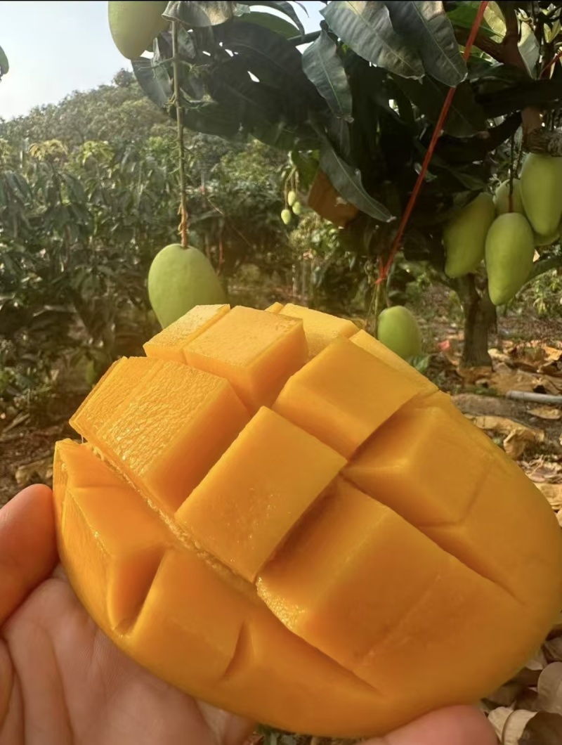 精品金煌芒源头产地全国可发对接各大商超可视频看货