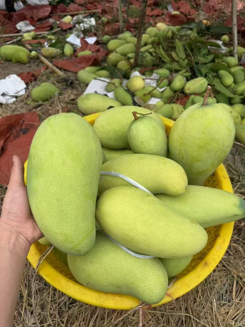 精品金煌芒源头产地全国可发对接各大商超可视频看货