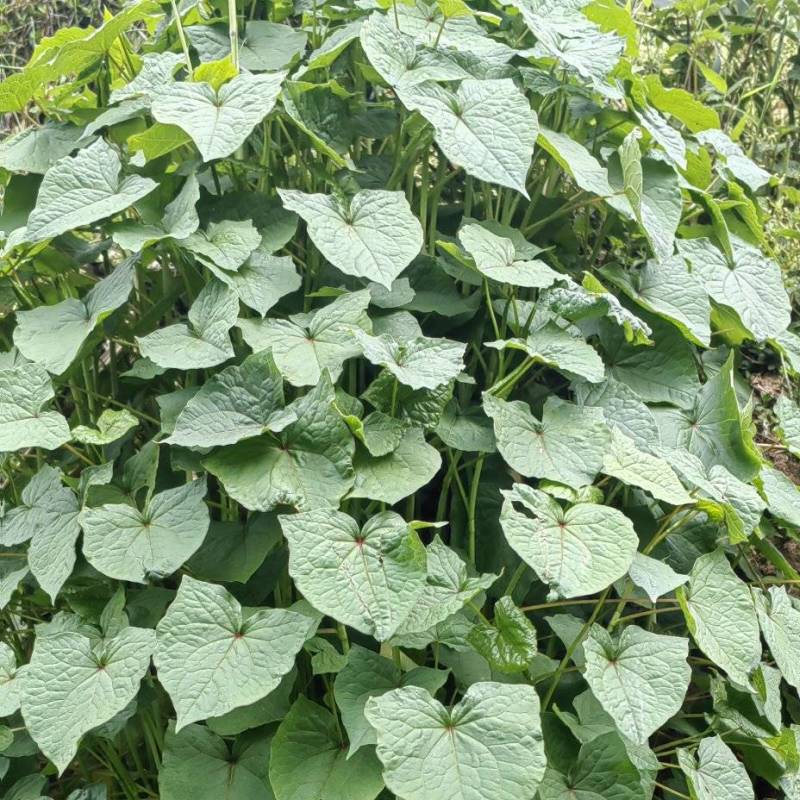 金荞麦干货湿货大量供应