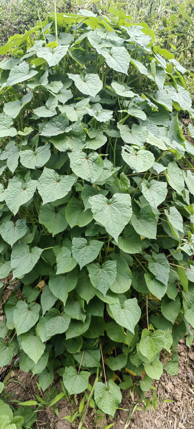 金荞麦干货湿货大量供应