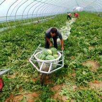 安徽西瓜/美都西瓜/麒麟西瓜/8424/产地直发/全国发
