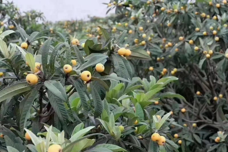 高仿白玉枇杷苏州特产单果25g每天可出1万斤
