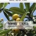 高仿白玉枇杷苏州特产单果25g每天可出1万斤