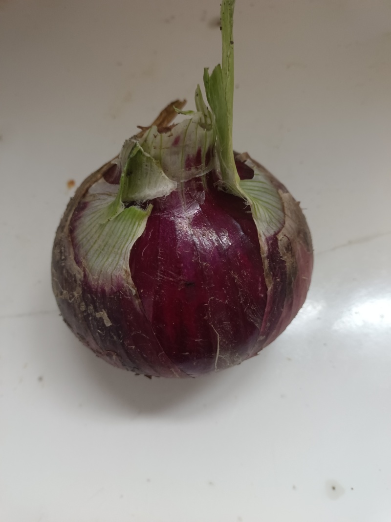 精品紫皮洋葱红皮洋葱对接电商市场商超一手货源可视频