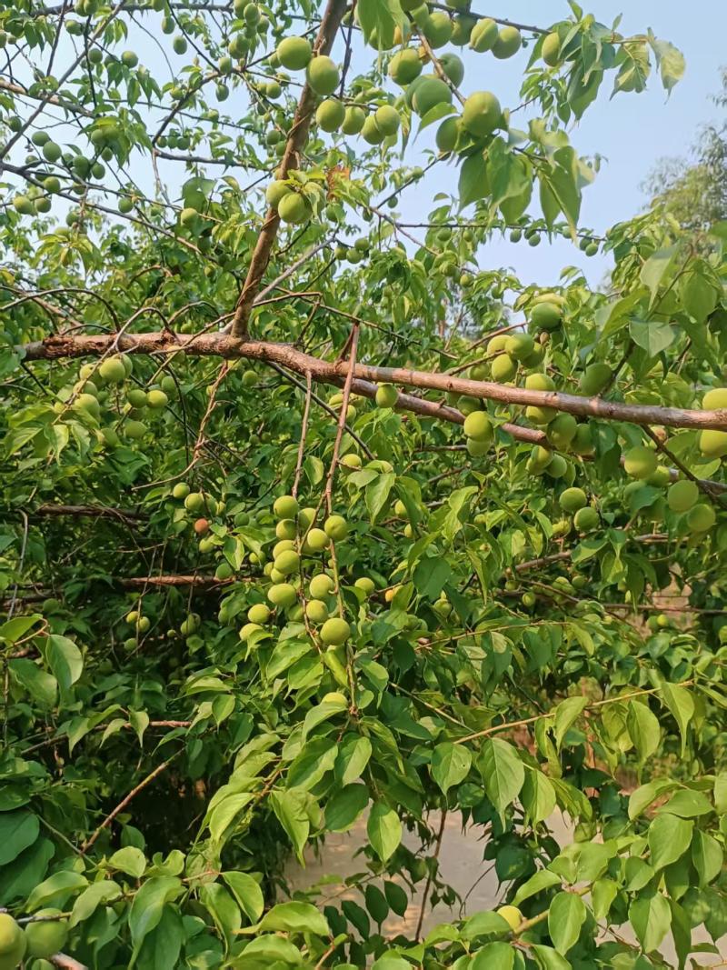 青梅酸梅