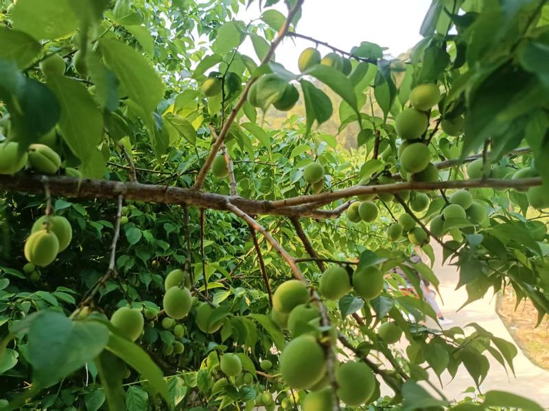 青梅酸梅