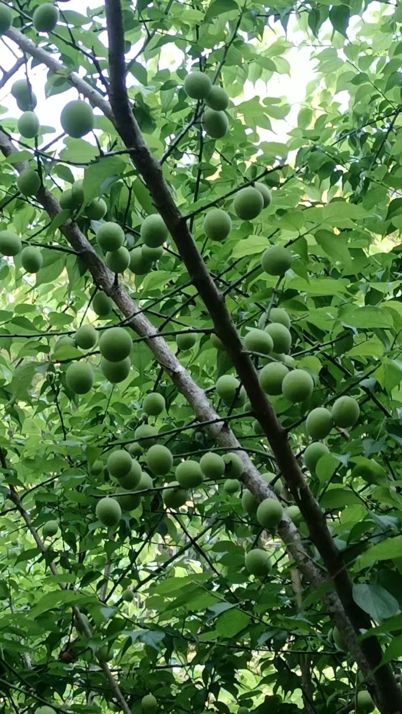 青梅酸梅