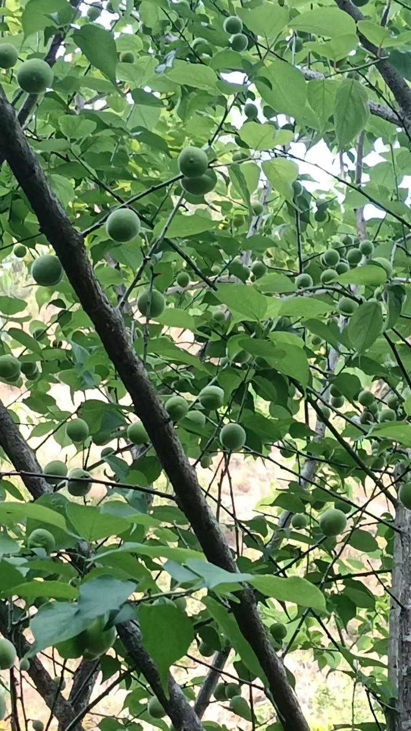 青梅酸梅