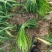 精品红帽蒜苔货源充足新鲜采摘诚信经营欢迎咨询