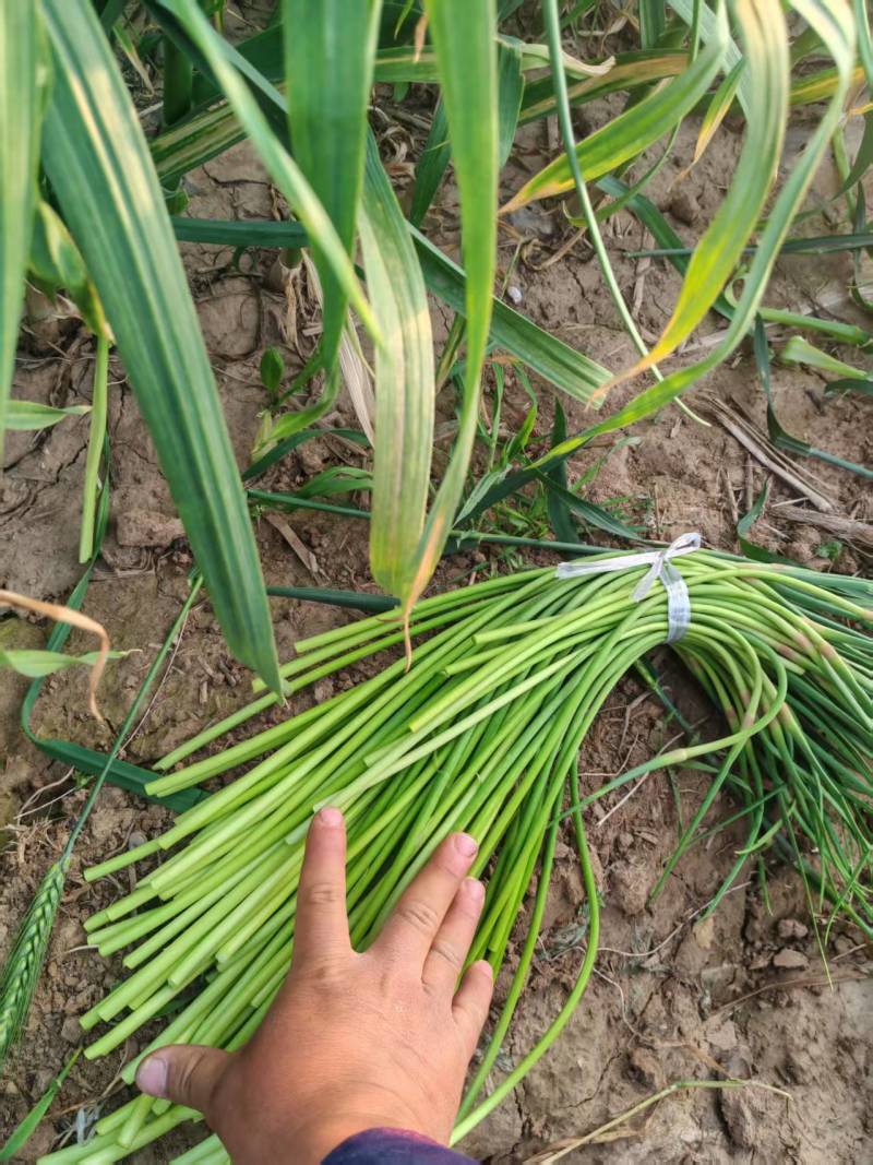 精品红帽蒜苔货源充足新鲜采摘诚信经营欢迎咨询