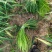 精品红帽蒜苔货源充足新鲜采摘诚信经营欢迎咨询