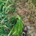 精品红帽蒜苔货源充足新鲜采摘诚信经营欢迎咨询