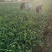 精品红帽蒜苔货源充足新鲜采摘诚信经营欢迎咨询