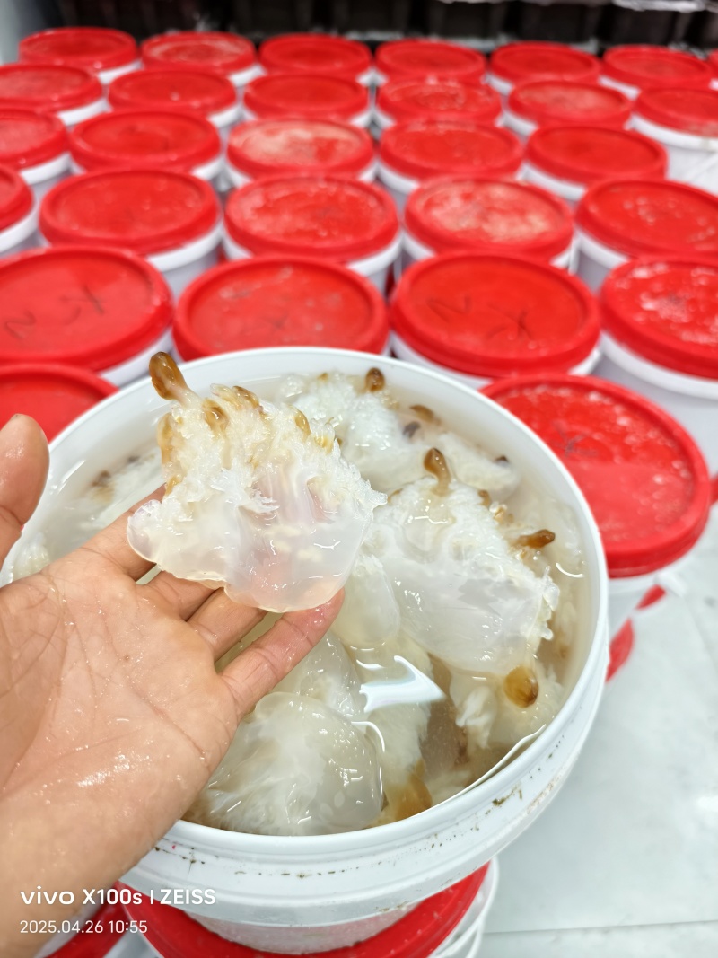 海蜇系列，货量充足，规格齐全，欢迎咨询